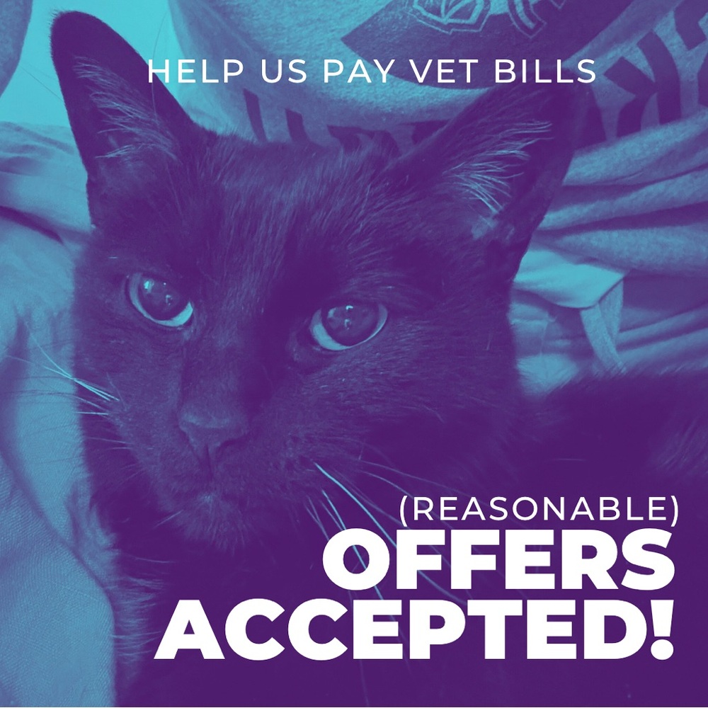 Everything must go! Gotta pay vet bills 🐈‍⬛🦷